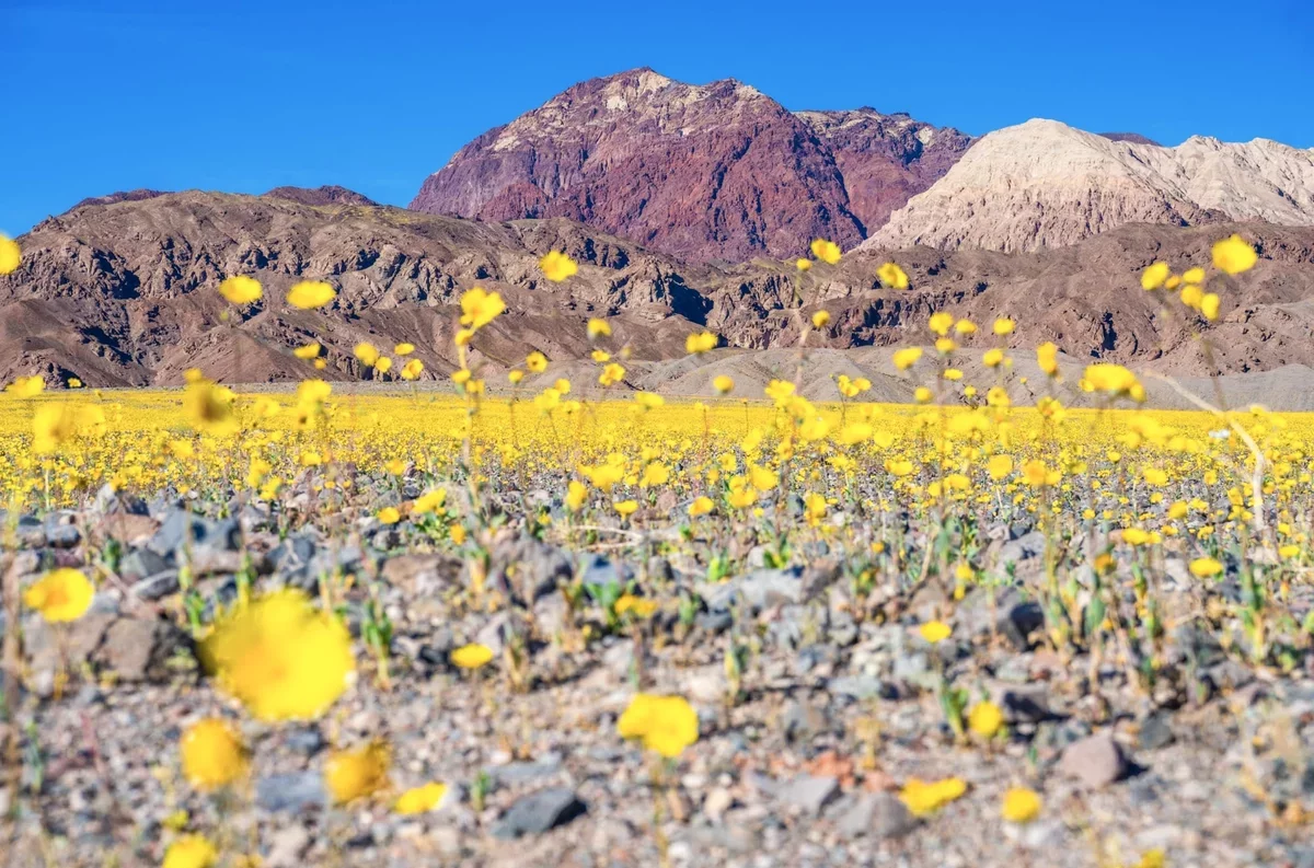 Dr. Elliott McGucken Captures Stunning Superbloom in Death Valley