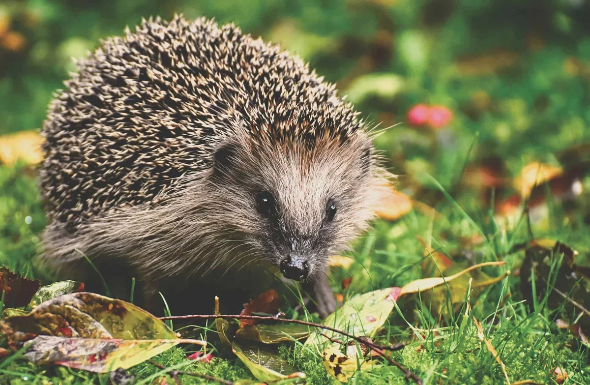 Hedgehogs' Ultrasound Hearing: A New Hope for Conservation
