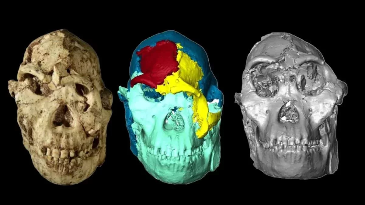 Scientists Unveil the Face of 'Little Foot', a 3.6-Million-Year-Old Ancestor