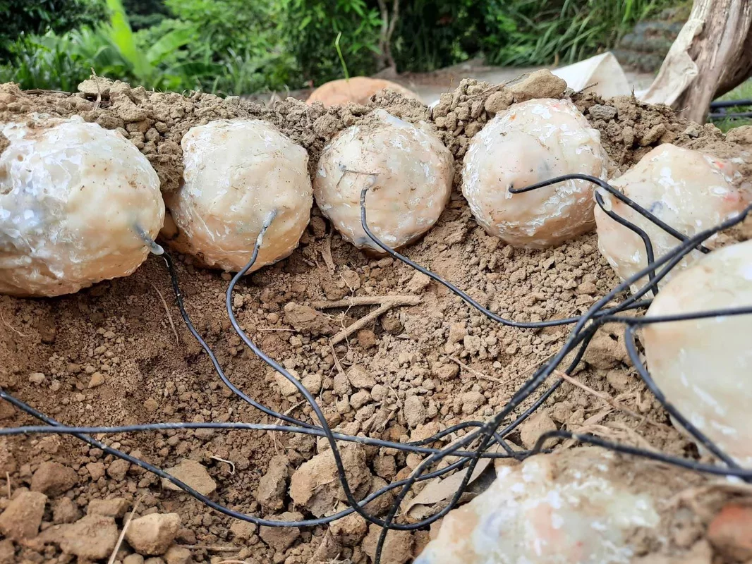 Scientists Create Heated Robot Dinosaur to Unravel 70-Million-Year-Old Oviraptor Egg Mystery