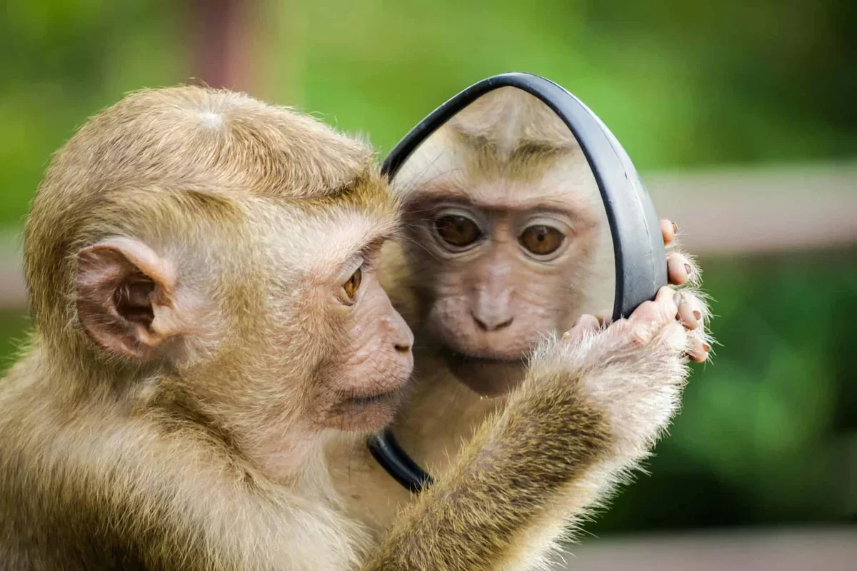 Humans Unconsciously Mimic Facial Expressions of Primates, Study Reveals