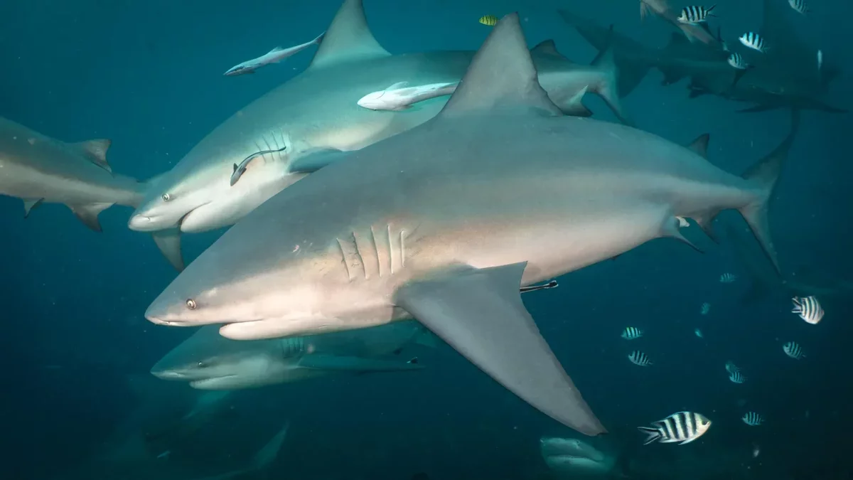 Bull Sharks Exhibit Social Bonds Similar to Humans
