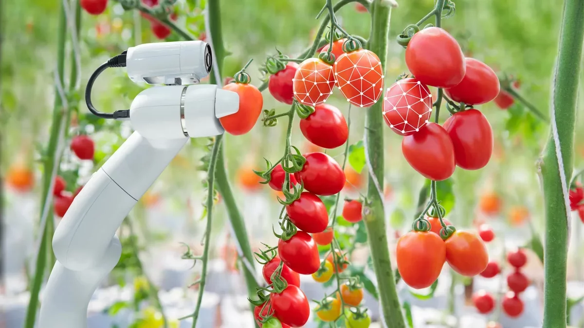AI-Enhanced Robot Optimizes Tomato Harvesting Techniques