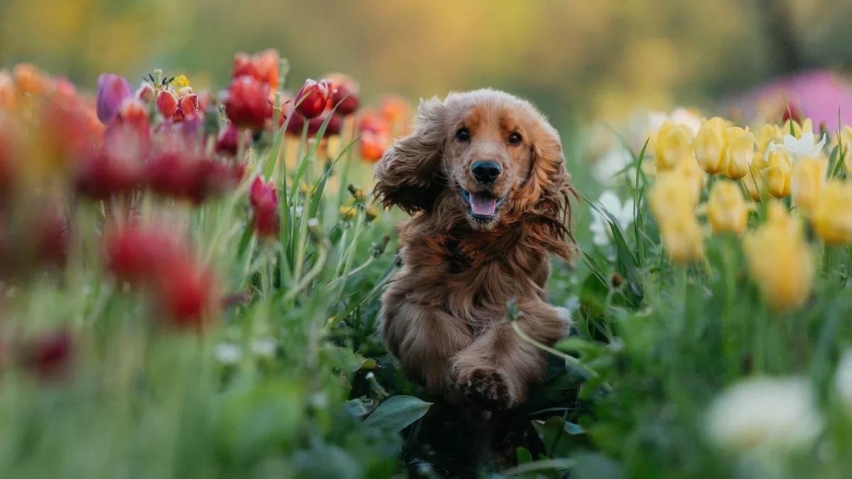 Pet-Friendly Plants for Your Outdoor Space: A Guide