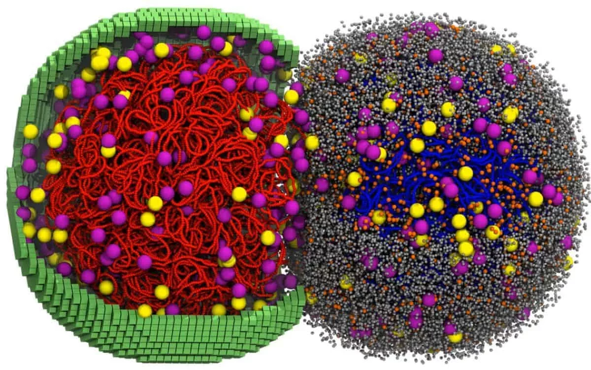 Scientists Create a 4D Simulation of a Living Cell's Division