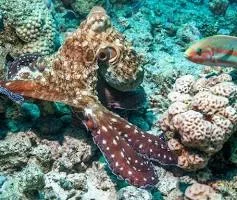 The Fascinating Behavior of Octopuses: Punching Fish for Cooperation