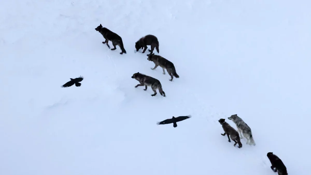 Ravens Exhibit Advanced Foraging Strategies: New Insights from Yellowstone