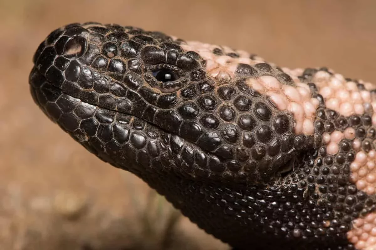 The Gila Monster's Venom: A Key to Revolutionary Diabetes Treatments