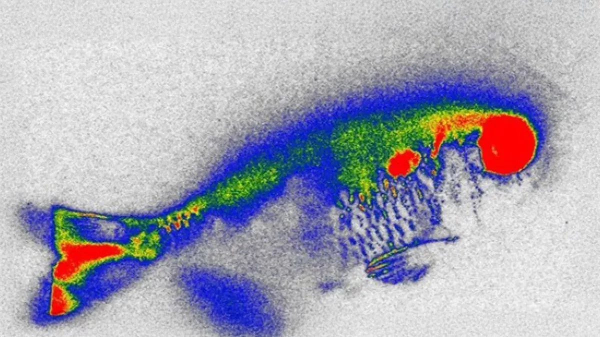 New Discoveries on Antibiotics in River Fish Raise Food Safety Questions