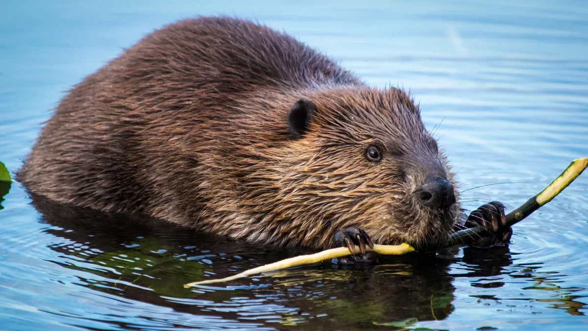 Beavers Transform Rivers into Dynamic Carbon Sinks