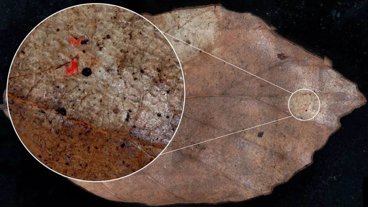 Microplastics: A Hidden Threat to Forest Ecosystems