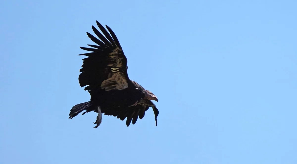California Condors Nest in the Pacific Northwest After a Century, Thanks to Yurok Tribe's Dedication