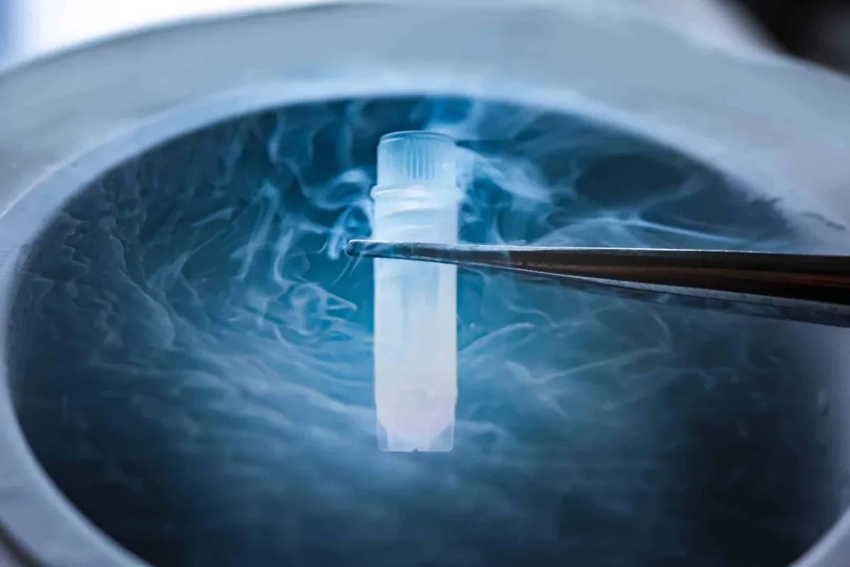 Mouse Brain Tissue Shows Recovery After Deep Freeze, Advancing Cryopreservation Research