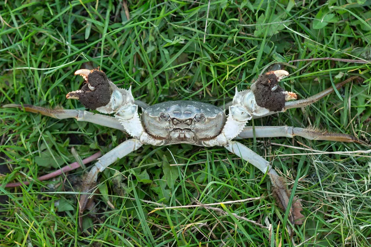 The Chinese Mitten Crab: A Resilient Invader Reshaping Global Ecosystems
