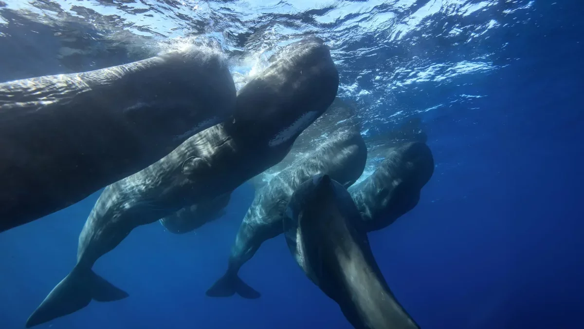 Sperm Whales' Unique Headbutting Behavior Captured by Drones