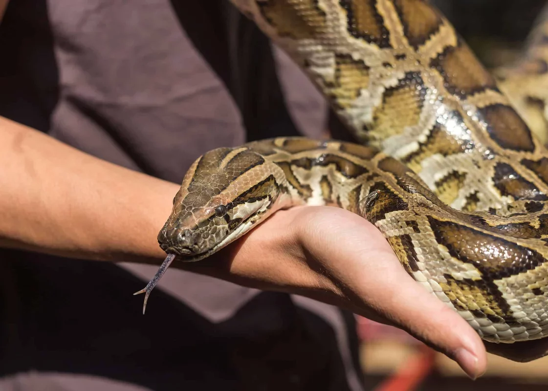 Revolutionary Weight Loss Breakthrough: Insights from Burmese Python Blood