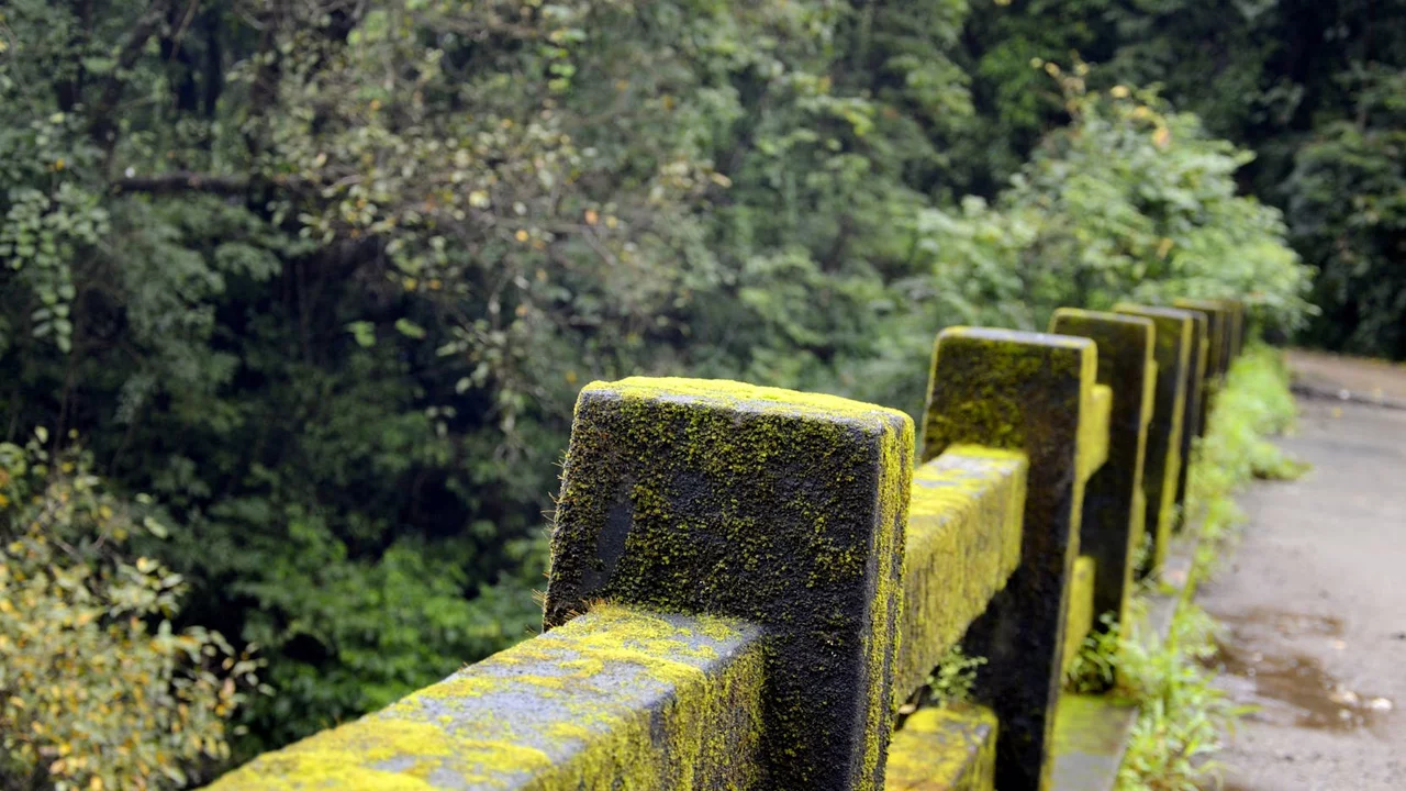 Moss: A Natural Ally Against Flash Floods and Air Pollution
