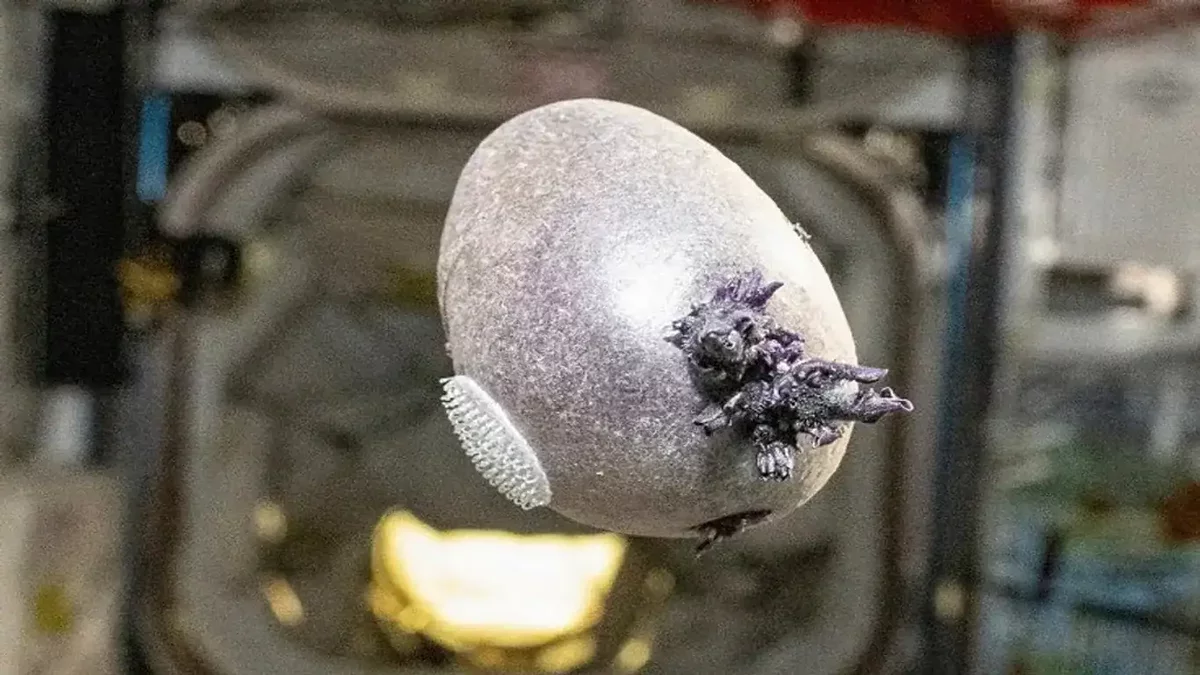 This Purple 'Alien' on the ISS: A Glimpse into Future Mars Missions