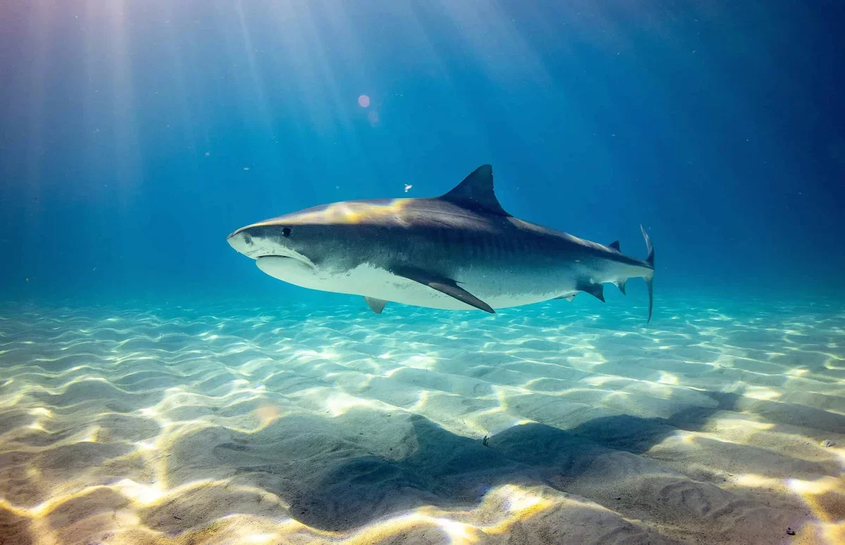 Sharks in the Bahamas Found with Human Drug Contaminants