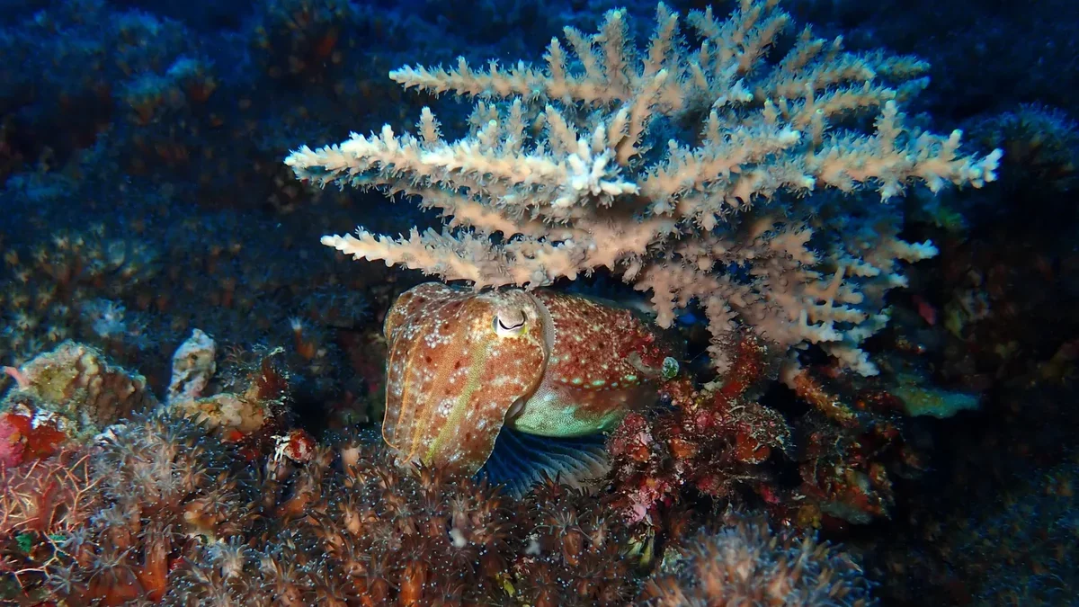 Squid's Evolutionary Journey: Surviving Extinction and Thriving in Oceans