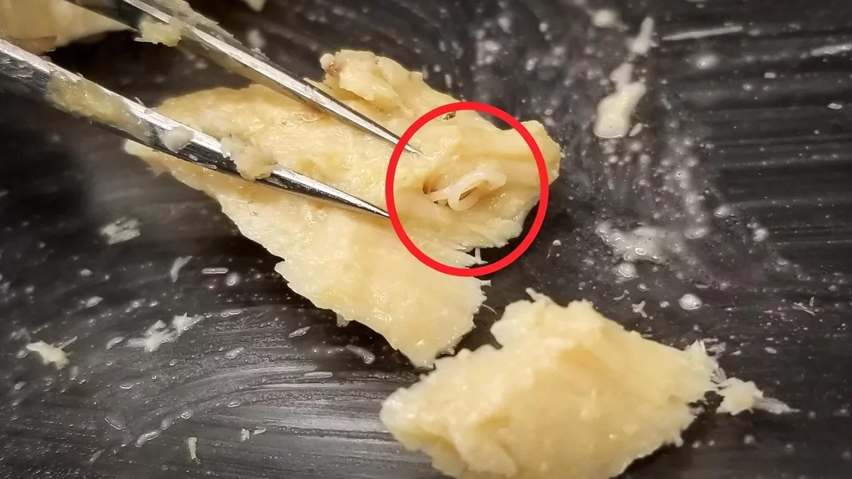 Scientists Discover Signs of Ocean Recovery in 40-Year-Old Canned Salmon