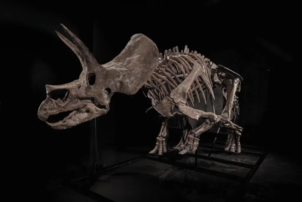 Record-Breaking Sale of Triceratops on Pharrell's Joopiter Auction Platform Signals a New Era for Fossil Collectibles