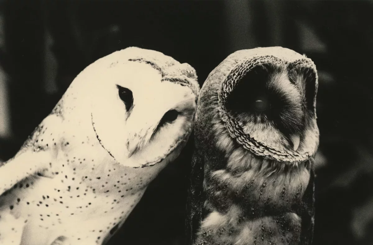 Yamamoto Masao's Enchanting Owl Portraits Illuminate Nature's Mystique