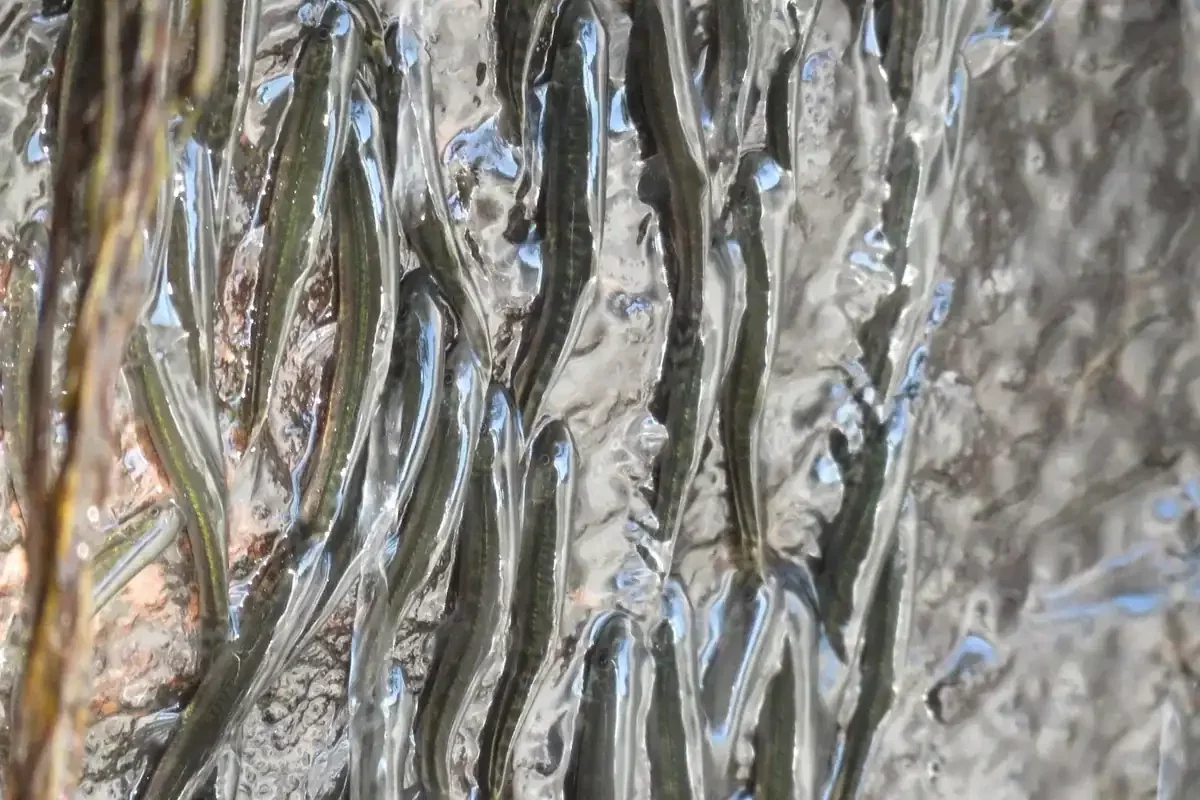 Tiny African Fish Defies Gravity by Climbing a 50-Foot Waterfall