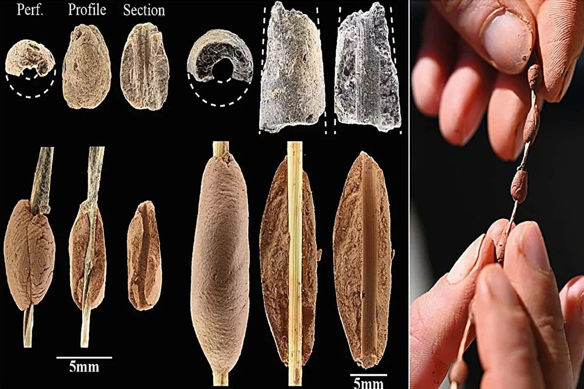 Children's Role in Crafting Ancient Ornaments Uncovered in 15,000-Year-Old Beads