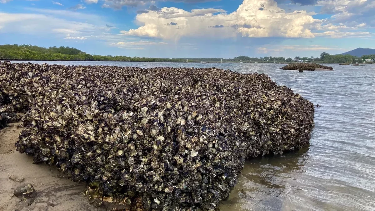 Innovative Design Could Transform Oyster Reef Restoration Globally