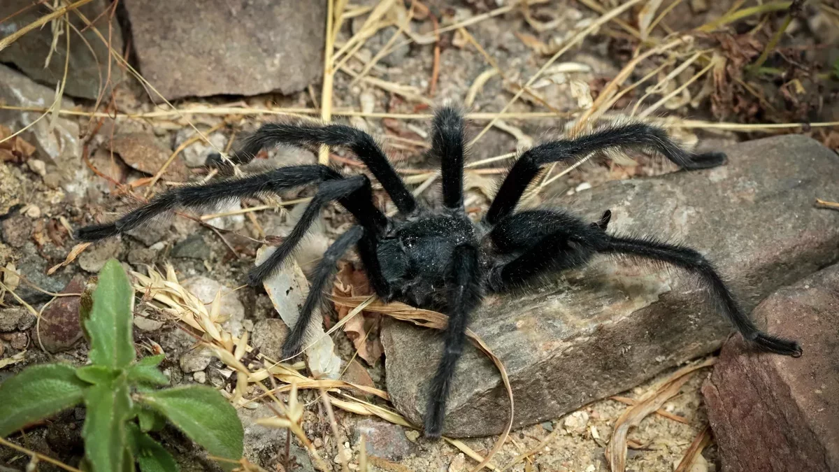 Newly Discovered Tarantula Genus Highlights Unique Mating Dynamics