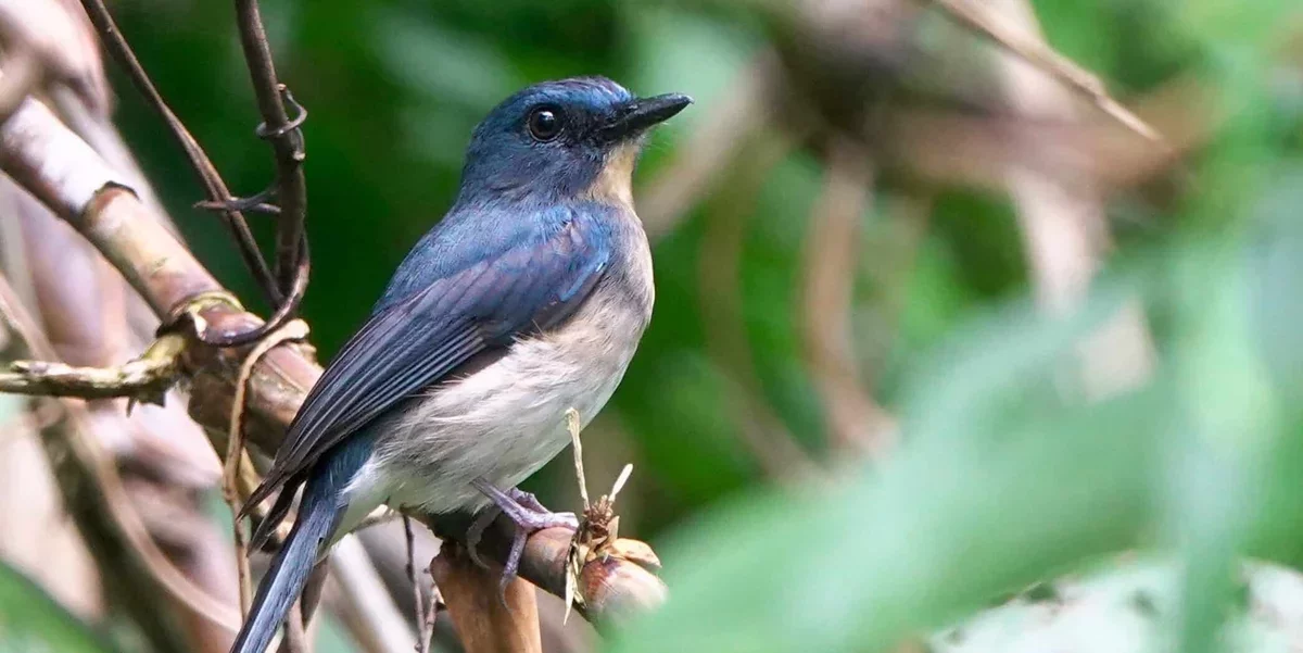 Rediscovery of Five Bird Species Offers Hope for Conservation