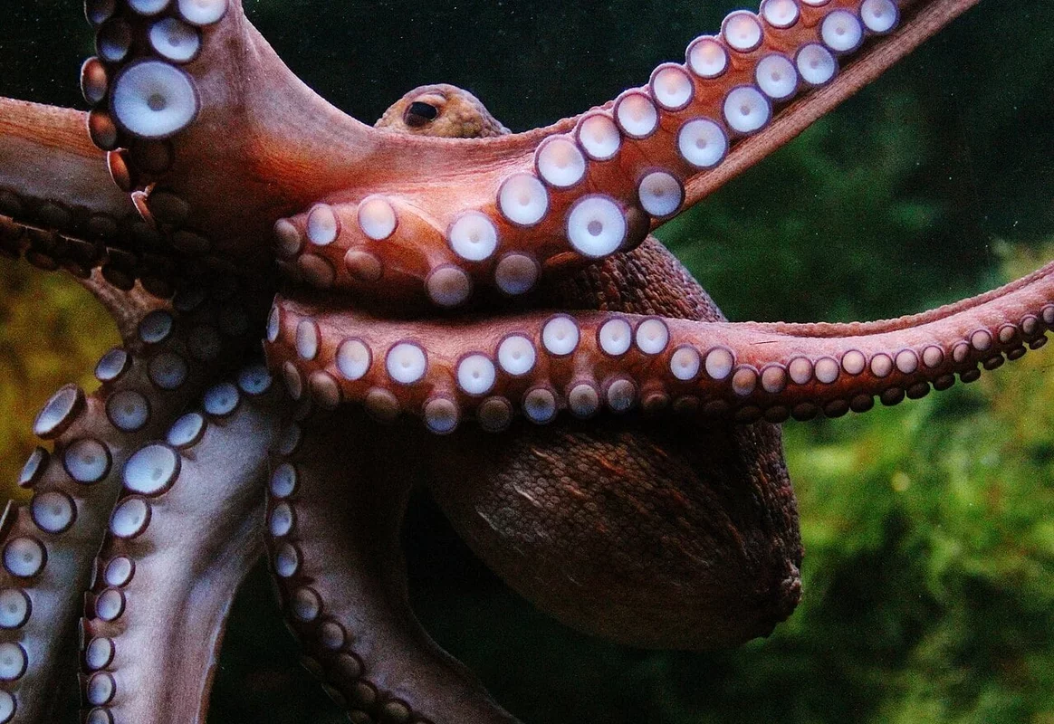 The Unique Mating Arm of Male Octopuses: A New Insight into Evolutionary Behavior