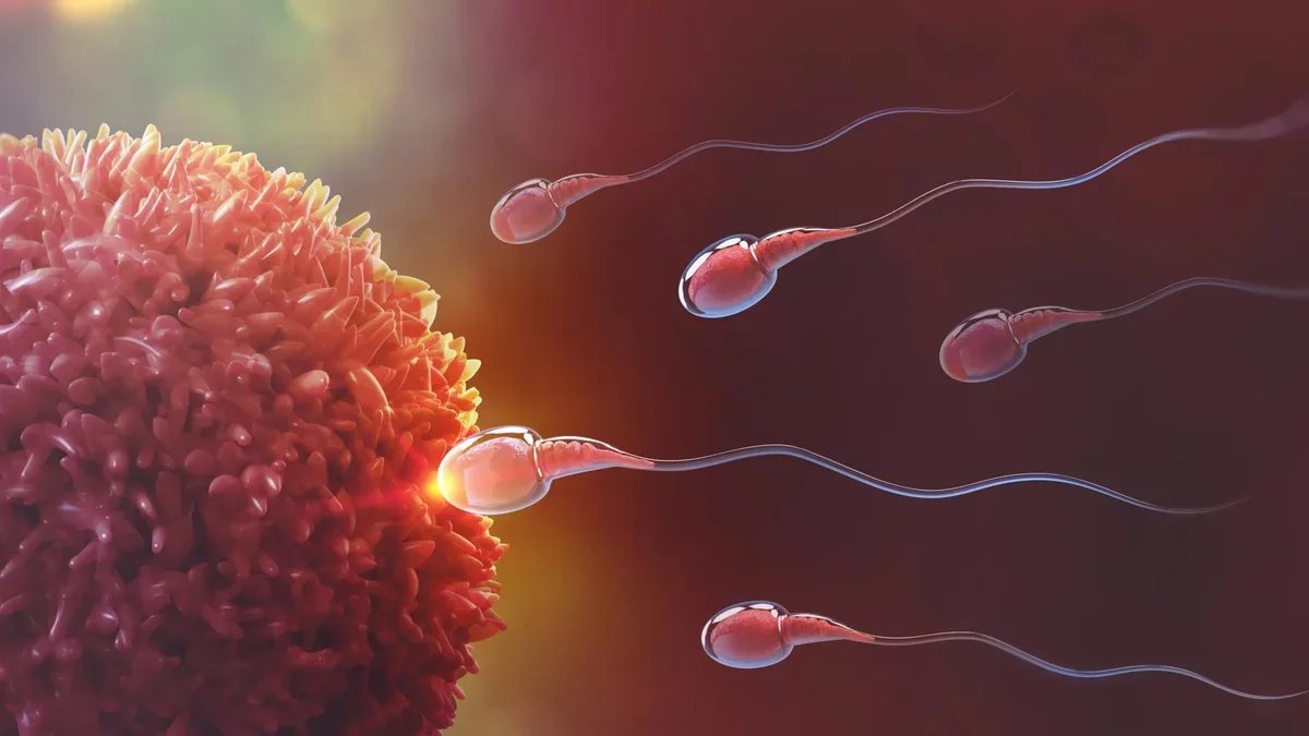Breakthrough in Male Contraception: Scientists Develop Reversible Method to Halt Sperm Production