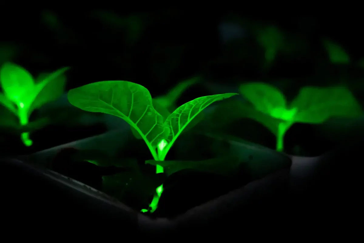 Chinese Scientists Create Bioluminescent Plants to Illuminate Urban Spaces