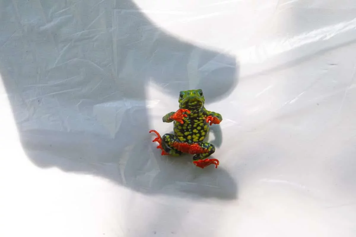 Tiny Brazilian Toad Makes History by Halting Hydroelectric Dam Construction