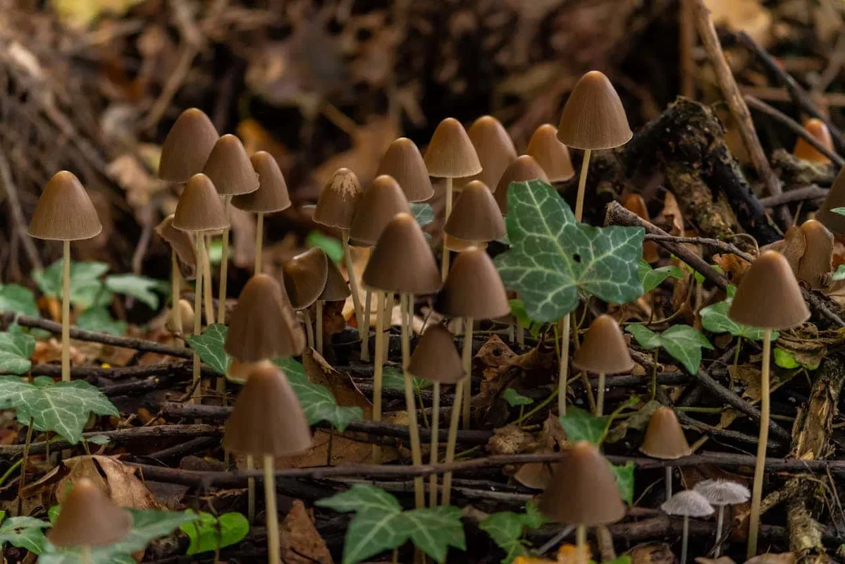 Revolutionary Psilocybin Therapy Shows Promise in Smoking Cessation