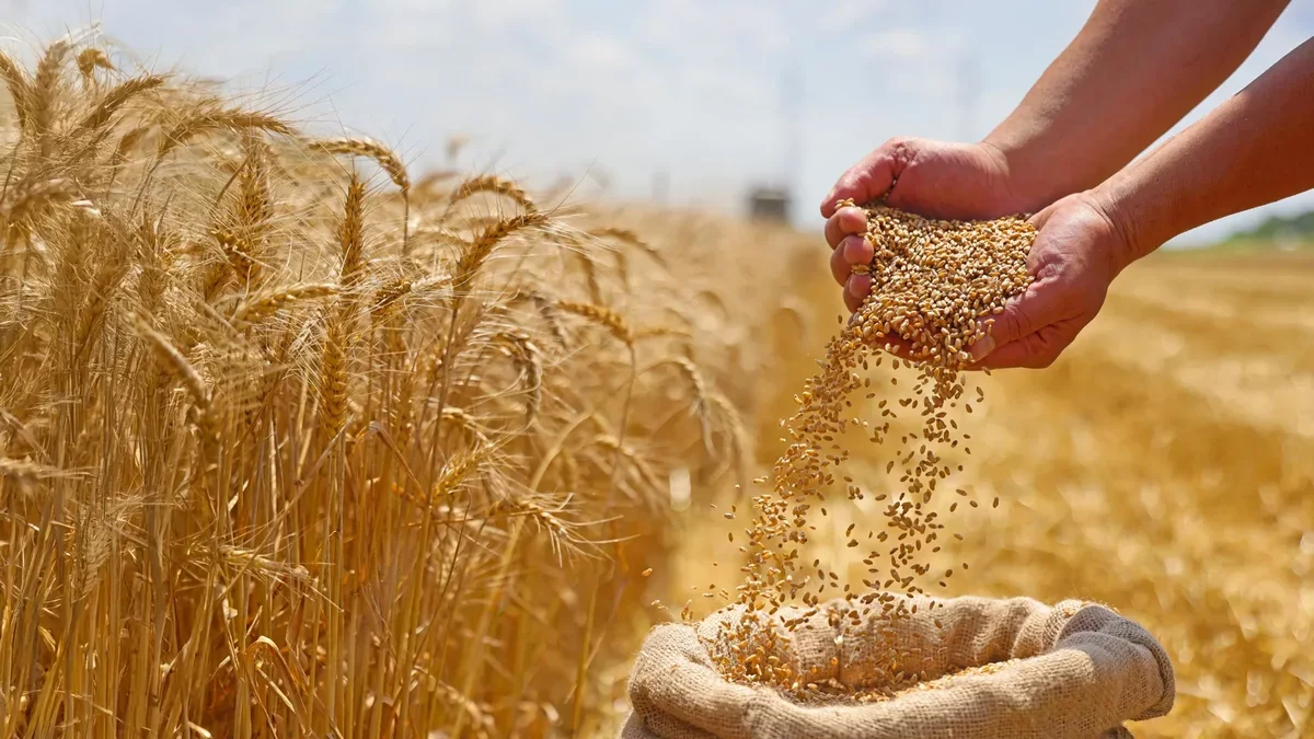 Ancient Cultivation Led to Creation of Competitive "Warrior" Wheat
