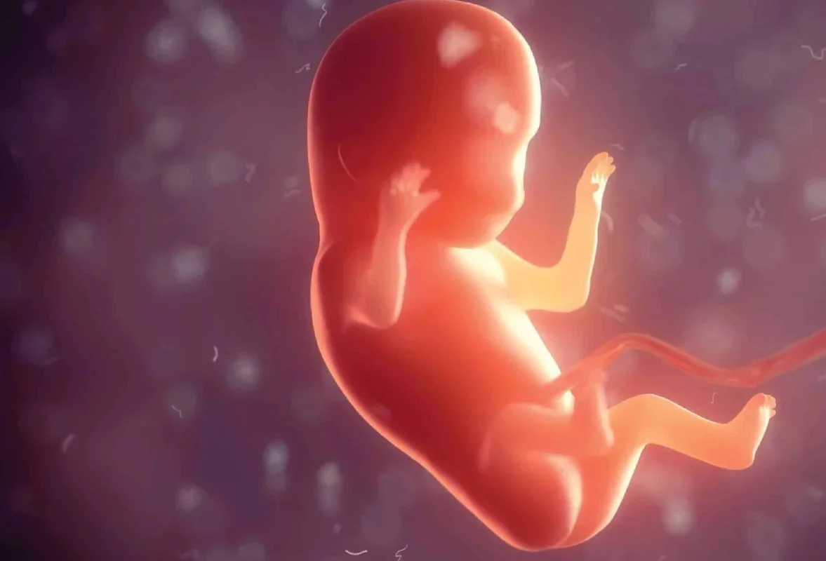 Scientists Unveil Detailed Map of the Womb, Discover New Cell Type Essential for Pregnancy Health