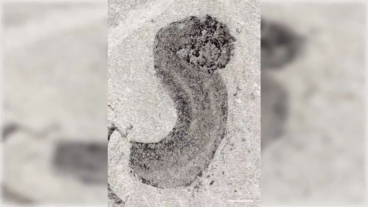 New Fossils Illuminate the Dawn of Animal Life