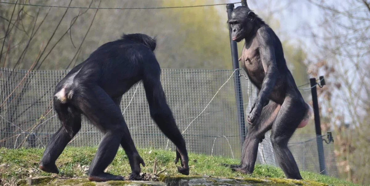 Challenging the Bonobo Myth: New Insights on Aggression in Zoos