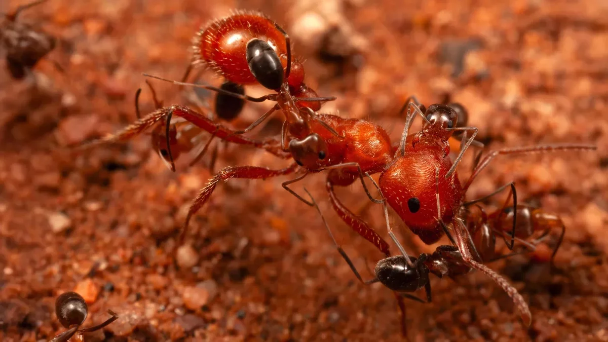 Scientists Uncover Unique Ant Behavior in Arizona Desert