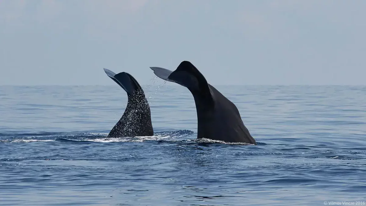 Sperm Whales Exhibit Linguistic Complexity Similar to Human Language