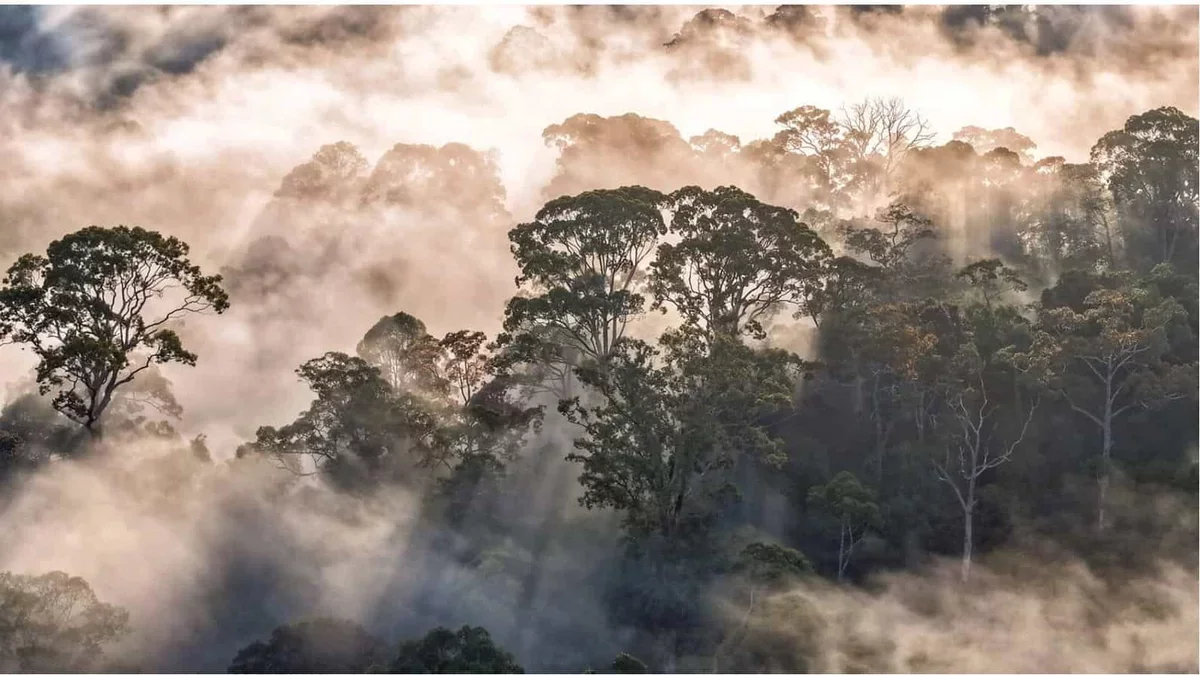 Ten Transformative Forces Shaping the Future of Global Forests