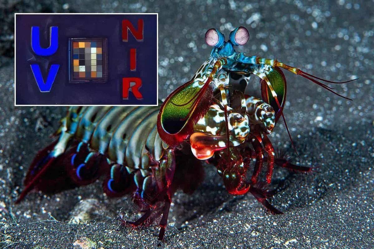 Innovative Camera Inspired by Mantis Shrimp Eyes Detects Cancer During Surgery