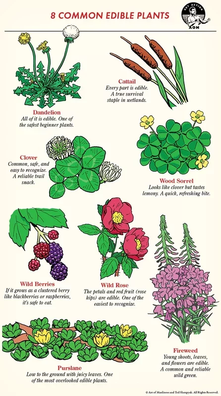 Exploring Nature's Pantry: A Guide to Edible Plants