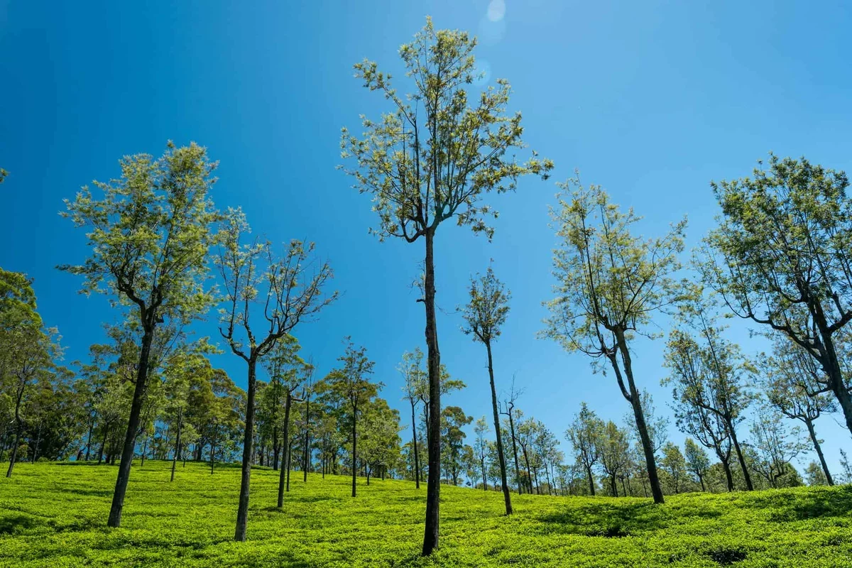 Innovative UK Initiative Transforms Festival Waste into Thriving Forests