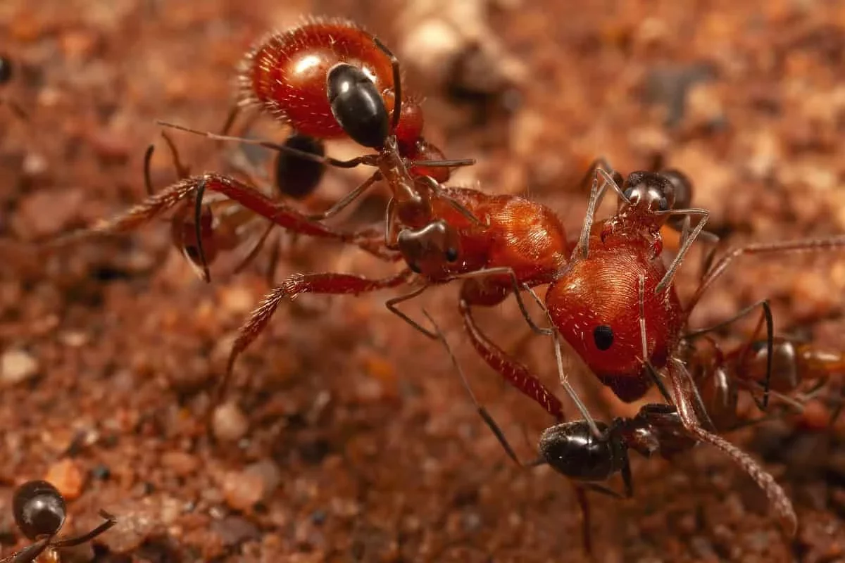 Mysterious Ant Behavior: Smaller Ants Provide Spa Treatments to Larger Ones