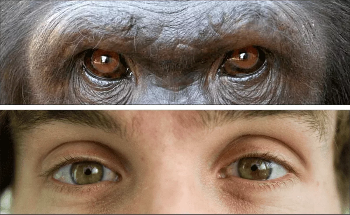 The Evolutionary Mystery of Human Eye Color