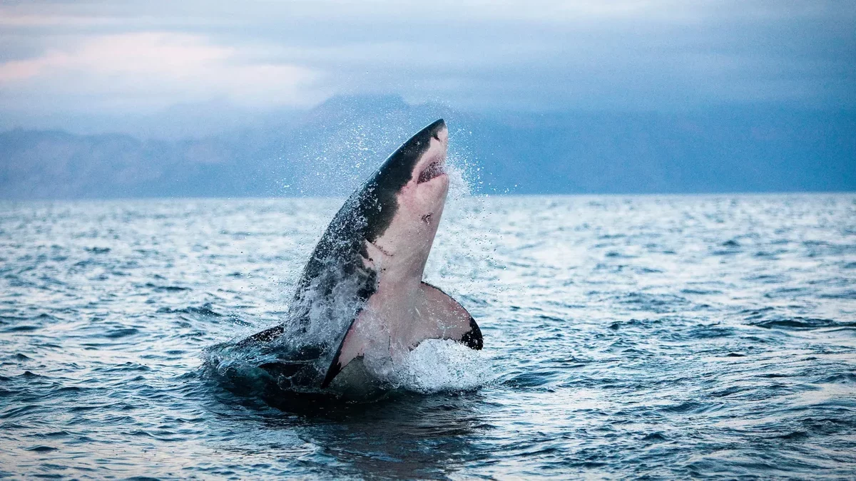 Rising Ocean Temperatures Challenge Sharks and Tuna's Survival